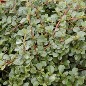 Cotoneaster procumbens 'Queen of Carpets'