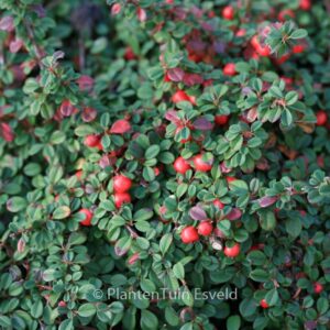 Cotoneaster procumbens 'Streibs Findling'
