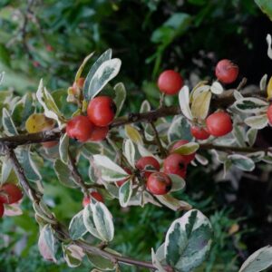 Cotoneaster suecicus 'Juliette'