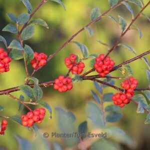 Cotoneaster vandelaarii