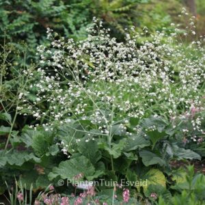 Crambe cordifolia