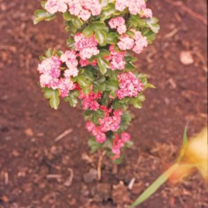 Crataegus media 'Paul's Scarlet'