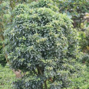 Crataegus monogyna 'Compacta'