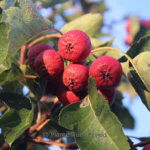 Crataegus pinnatifida 'Big Ball'