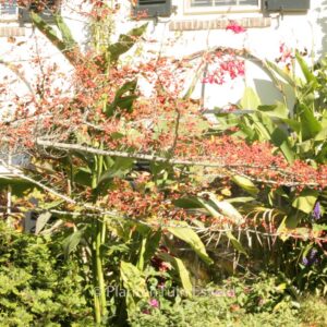 Crataegus viridis 'Winter King'