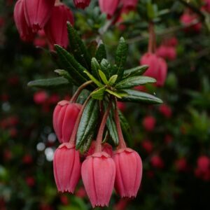 Crinodendron hookerianum