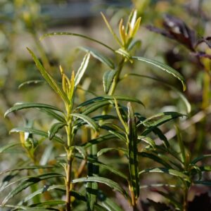 Crinodendron hookerianum 'Ashmount'