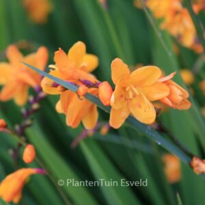 Crocosmia 'Columbus'