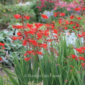 Crocosmia 'Emberglow'