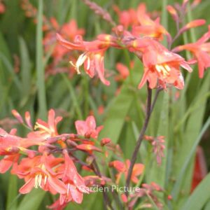 Crocosmia 'Emily McKenzie'