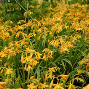 Crocosmia 'George Davidson'