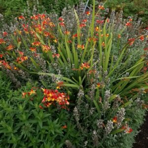 Crocosmia 'Harlequin'