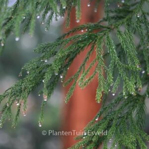Cryptomeria japonica