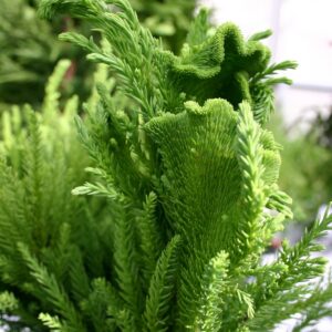 Cryptomeria japonica 'Cristata'