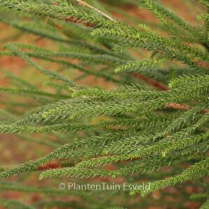 Cryptomeria japonica 'Dacrydioides'