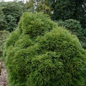 Cryptomeria japonica 'Globosa Nana'