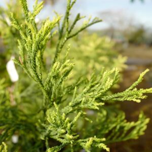 Cryptomeria japonica 'Kyara Gold'