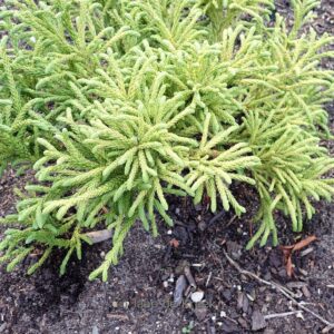 Cryptomeria japonica 'Little Sonja'