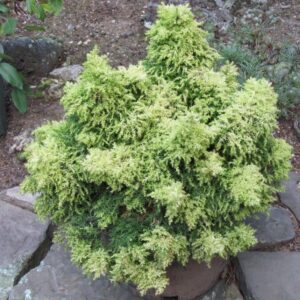 Cryptomeria japonica 'Twinkle Toes'