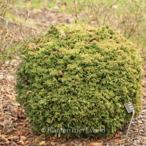 Cryptomeria japonica 'Vilmorin Gold'