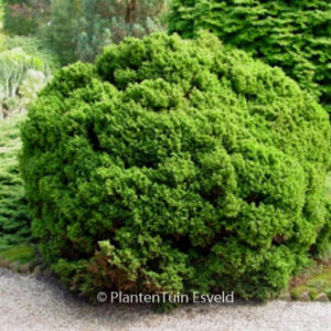 Cryptomeria japonica 'Vilmoriniana'