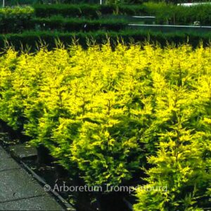 Cupressocyparis leylandii 'Gold Rider'