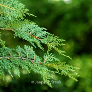 Cupressocyparis leylandii 'Stapehill'