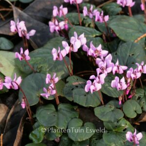 Cyclamen coum