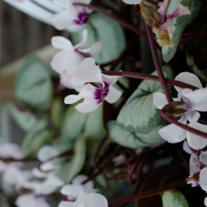 Cyclamen coum 'Silver Leaf'