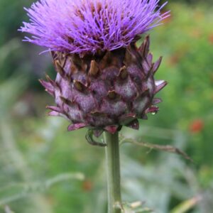 Cynara scolymus 'Cardy'