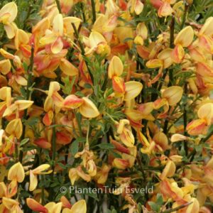 Cytisus 'Apricot Gem'