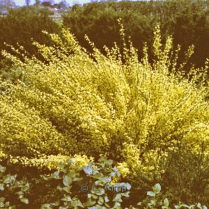 Cytisus 'Golden Sunlight'