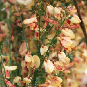 Cytisus 'Goldfinch'