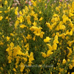 Cytisus 'Luna'