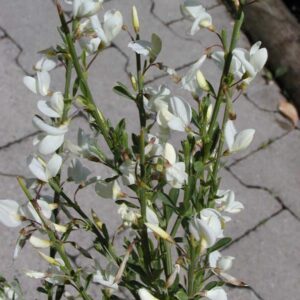 Cytisus praecox 'Albus'