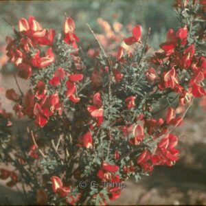 Cytisus praecox 'Hollandia'