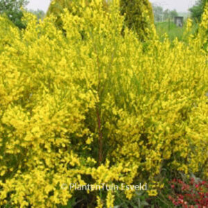Cytisus scoparius 'Vanesse'