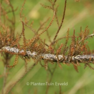 Dacrycarpus dacrydioides