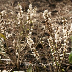 Daphne mezereum 'Alba'