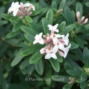 Daphne transatlantica 'Blafra' (ETERNAL FRAGRANCE)