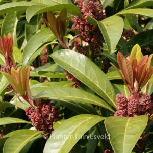 Daphniphyllum macropodum