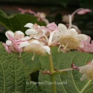 Deinanthe bifida 'Pink Kii'