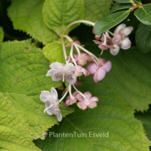 Deinanthe caerulea x bifida 'Blue Blush'