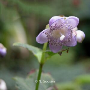 Deinanthe caerulea x bifida 'Blue Wonder'