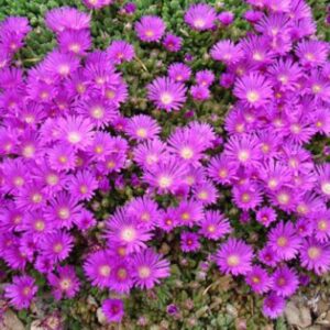 Delosperma 'Lesotho'
