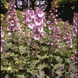 Delphinium 'Astolat'