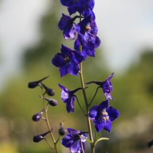 Delphinium 'Atlantis'