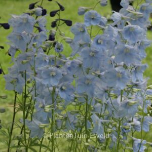 Delphinium 'Ballkleid'
