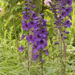 Delphinium 'Black Knight'