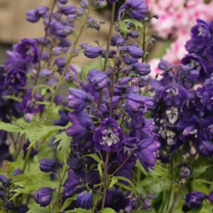 Delphinium 'King Arthur'